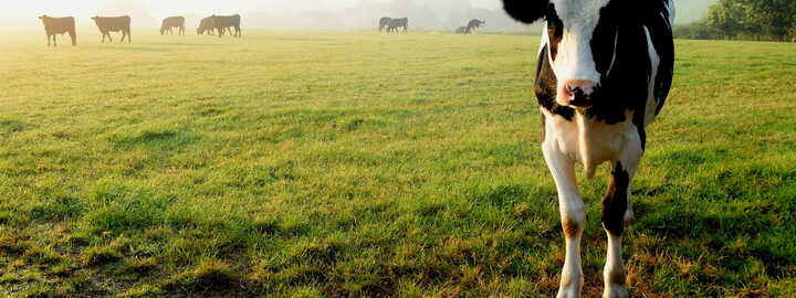 Cow in South Devon