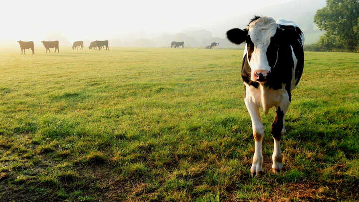 How Orestone Manor Supports British Farming