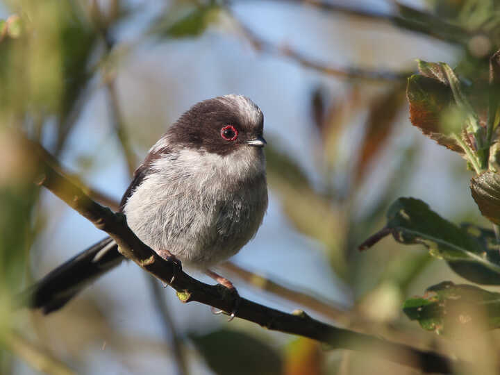 Long-tailed Tit South Devon