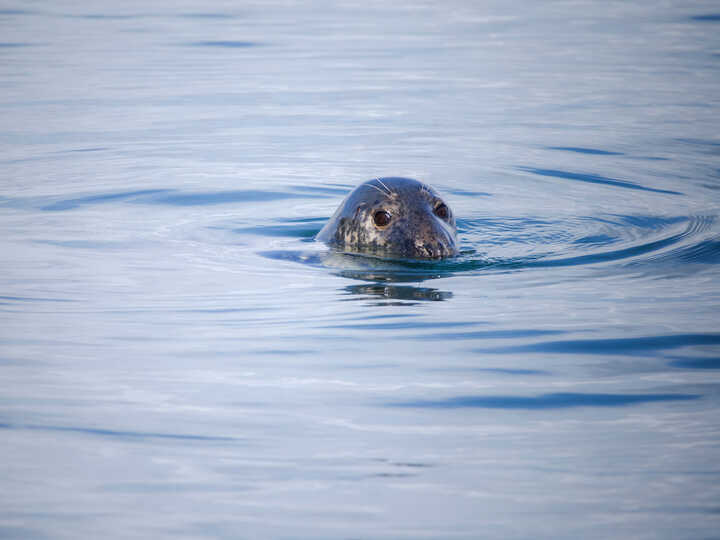 seal spotted in south devon