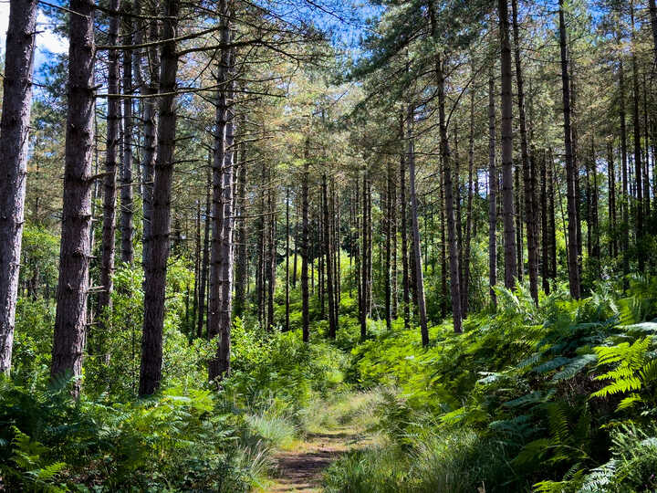 Woodbury Common woods in South Devon